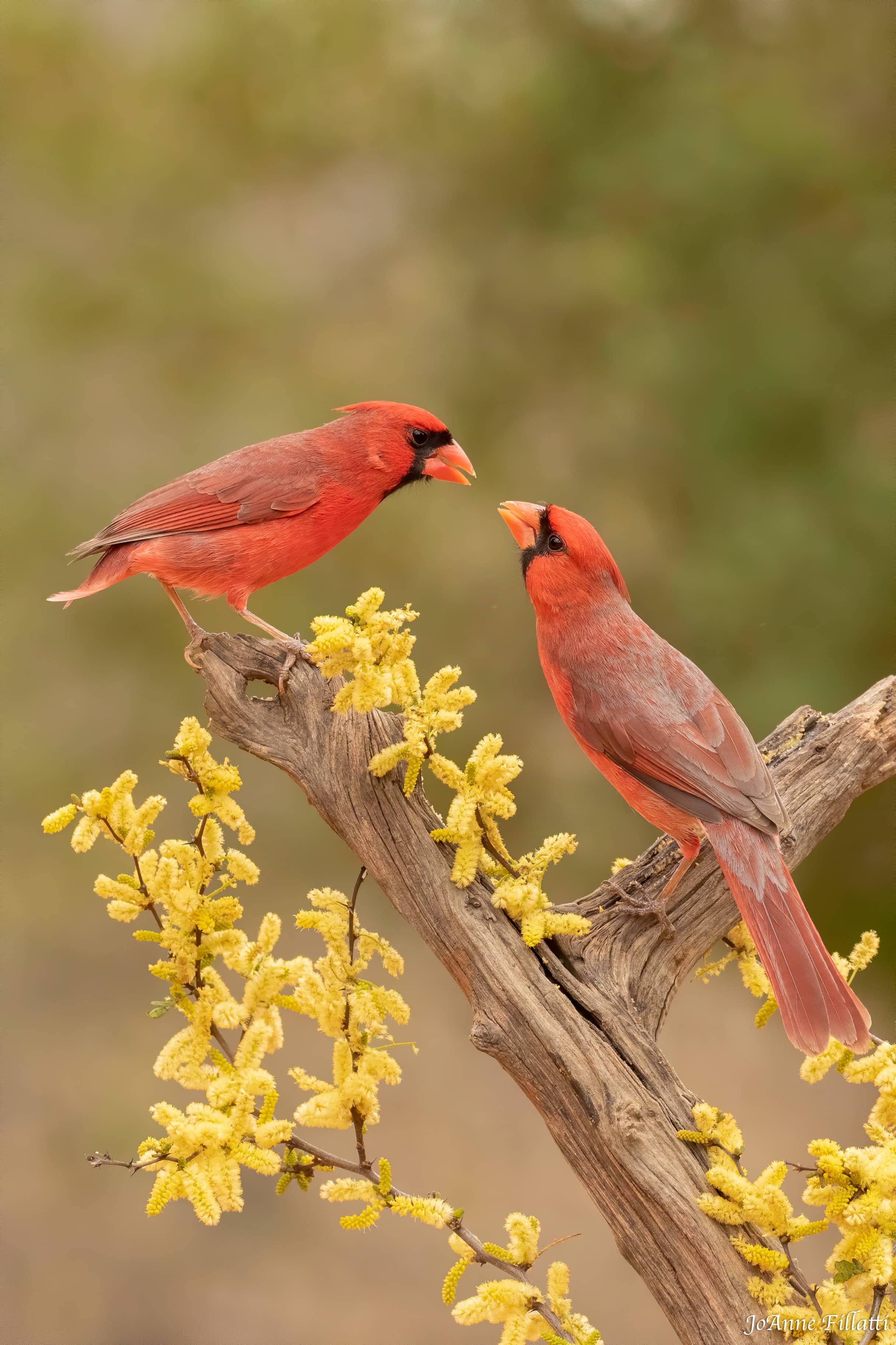 bird of texas image 12